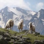 Rural Broadband Boom: How Starlink Is Reshaping Countryside Demand