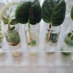 Mold Testing 101: Spotting Toxic Growth Before You Buy