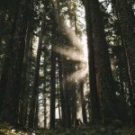 Zero-Proof Excellence: Non-Alcoholic Pairings Shine