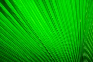 Pistachio Power: From Pasta to Pastry, Green Gold Reigns