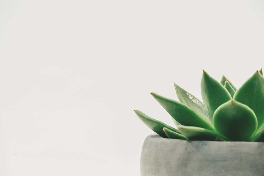 Budget-Friendly Greens: Affordable Plant-Based Options
