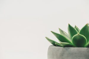 Budget-Friendly Greens: Affordable Plant-Based Options