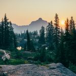 Holistic Wellness Retreats: Yoga, Forest Bathing, and Neurodiverse Stays