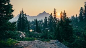 Holistic Wellness Retreats: Yoga, Forest Bathing, and Neurodiverse Stays