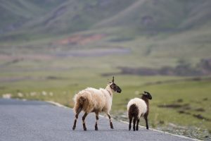 China’s EV Dominance: Geopolitical Battles and Market Disruption