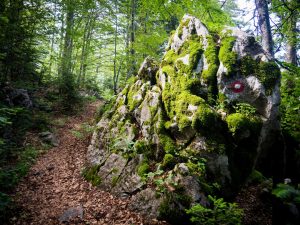 Fighting Greenwashing: How to Spot Truly Sustainable Brands