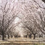 Regenerative Rising: Farming Practices Fueling Political Debates
