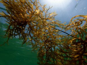Kelp Crusade: Seaweed’s Journey from Sushi to Spice Blends