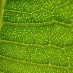 Green Logistics: Electric Fleets and Carbon-Neutral Deliveries