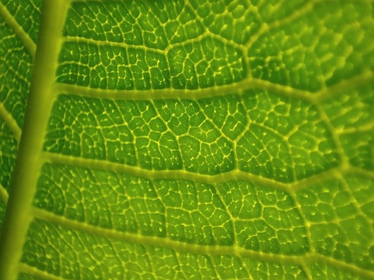 Green Logistics: Electric Fleets and Carbon-Neutral Deliveries